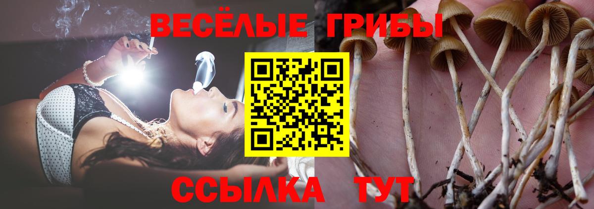 Муром  Галлюциногенные грибы Psilocybine cubensis  Вход с VPN 